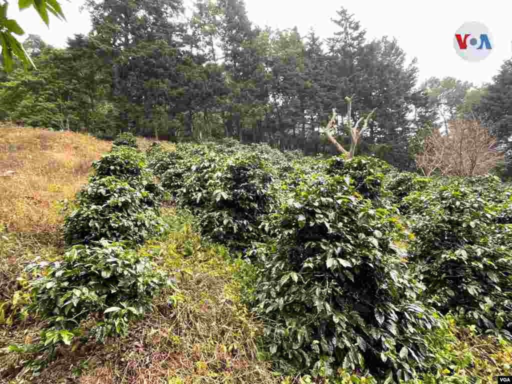 Algunas de las plantas de café bourbon, ubicado en el bosque Lya.