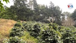 Honduras: Migración riesgo producción café