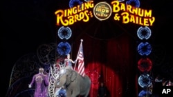 ການເອົາຊ້າງຈາກເອເຊຍສະແດງໃນລະຫວ່າງ ການເຄົາລົບທຸງຊາດ ເປັນຄັ້ງສຸດທ້າຍ ຂອງບໍລິສັດ ລະຄອນສັດ Ringling Brothers and Barnum & Bailey Circus, ວັນທີ 1 ພຶດສະພາ 2016, ໃນນະຄອນ Providence ຂອງລັດ Rhode Island.