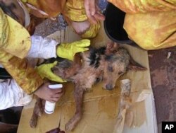 Rescue workers also save animals, including this dog who was several days in toxic sludge before being cleaned and sedated and brought to an animal doctor in Devecser, Hungary