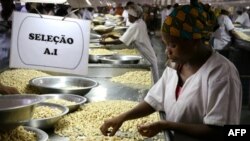 Processamento de castanha, um dos principais produtos de exportação, Nampula, Moçambique. 