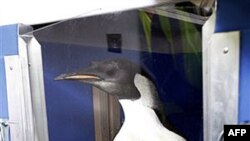Імператорський пінгвін на ім’я "Happy Feet" вирушає додому
