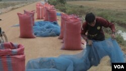 FILE: A farmer collects and packages his rice along a local road in Banteay Meancheay province, on Feb. 23, 2019 (Sun Narin/VOA Khmer)