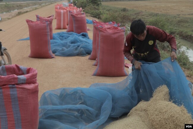 A farmer collects and packages his rice along a local road in Banteay Meancheay province, on Feb. 23, 2019. This year rice farming in the province was affected by drought and lack of reserved water in the reservoir. (Sun Narin/VOA Khmer)