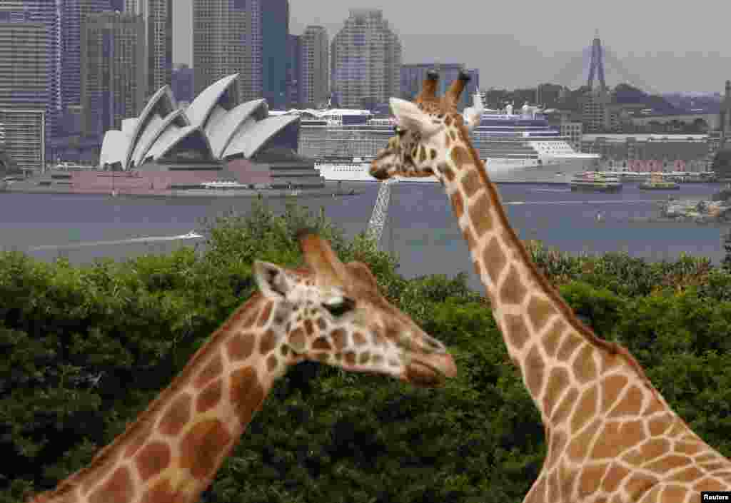 Nhà hát Opera Sydney được nhìn thấy cùng với hươu cao cổ trong chuồng tại vườn thú Taronga ở Sydney, Australia. 