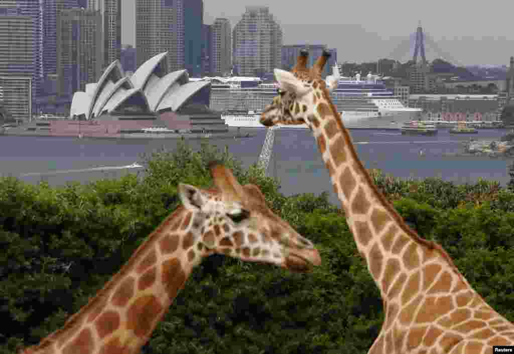 Sydney's Opera House and a the cruise ship are seen alongside giraffes in their enclosure at Taronga Zoo in Sydney, Australia. According to Taronga's conservation society, there are an estimated 80,000 giraffes remaining in the wild with the 30 percent drop in numbers over the past decade directly due to poaching for bush meat and habitat encroachment by humans.