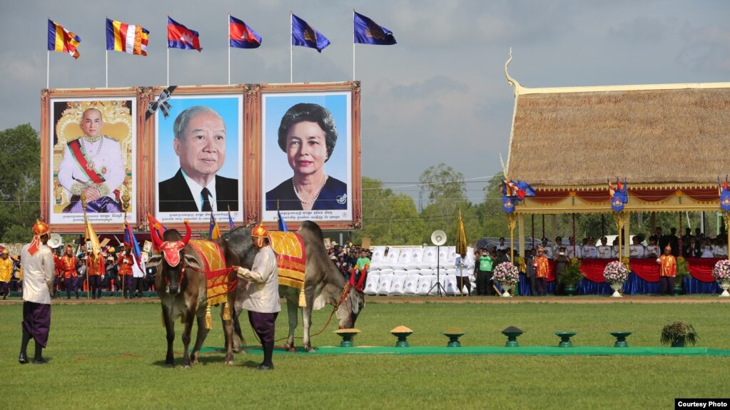 គោឧសភរាជក្នុងព្រះរាជពិធីច្រត់ព្រះនង្គ័ល រៀបចំឡើងនៅទីរួមខេត្តតាកែវ កាលពីថ្ងៃ២២ ខែឧសភា ឆ្នាំ២០១៩។ (រូបថតផ្តល់ឲ្យដោយ VOD)