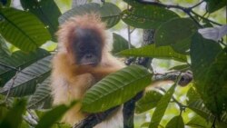 Satu anak orangutan Tapanuli. (Courtesy: YEL-SOCP)