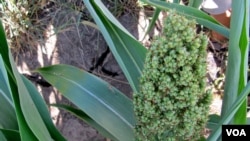 Sorghum is a hardy crop which can grow on drought-scarred ground. (VOA/S. Baragona)