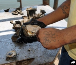 These oysters can't be sold to restaurants or the public due to oil spill safety concerns.