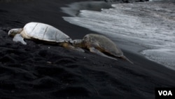 La decisión de liberar las tortugas en las aguas del Golfo de México sido cuestionado por algunos científicos, ambientalistas y amantes de los animales.
