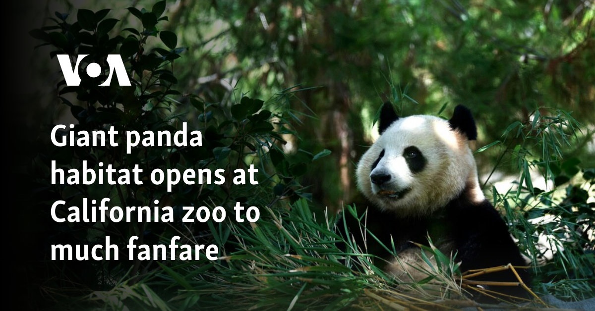 San Diego Zoo: Yun Zi the Giant Panda - YouTube