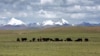 草场不是他们的，牦牛送进屠宰场，藏人成为“自己家园的难民”