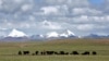 FILE - Herders graze their yak in the grasslands of the high Tibetan Plateau in the county of Naqu, Tibet, China, July 6, 2006.