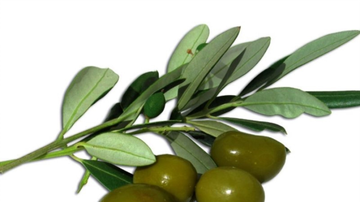 Масло оливковых листьев. Листья оливы (Olive Leaf). Оливе Leaf extract. Экстракт листьев оливы Пикуль. Листья оливы аптека.