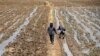 올해 북한 곡물 생산 7% 증가
