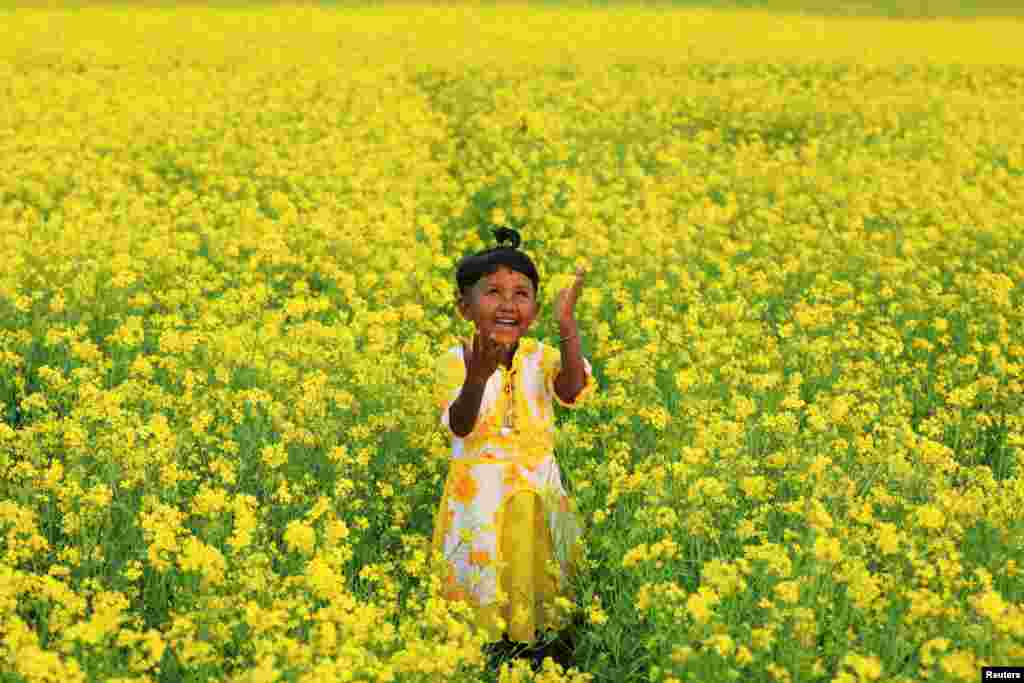 A girl plays in a mustard field in Munshiganj, Bangladesh.