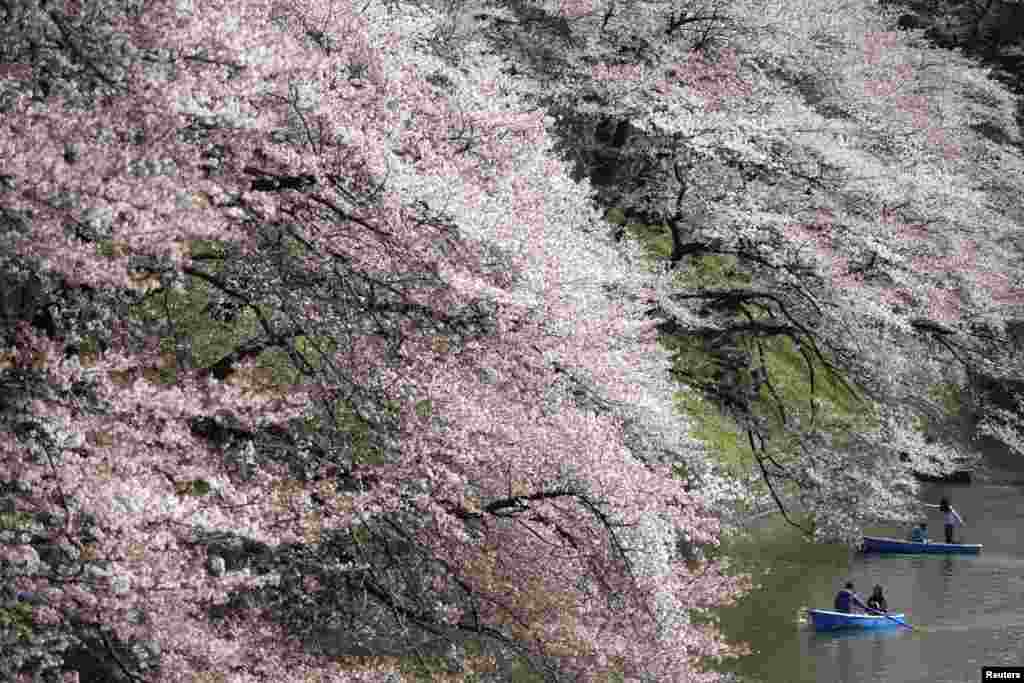 Visitors ride a boat in the Chidorigafuchi moat as they enjoy fully bloomed cherry blossoms during spring season in Tokyo.