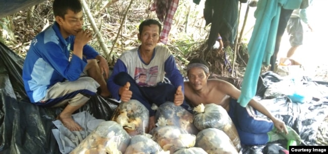 Budi bersama rekan panen madu sialang di Pulau Rupat, dekat perbatasan Singapura (foto: courtesy).