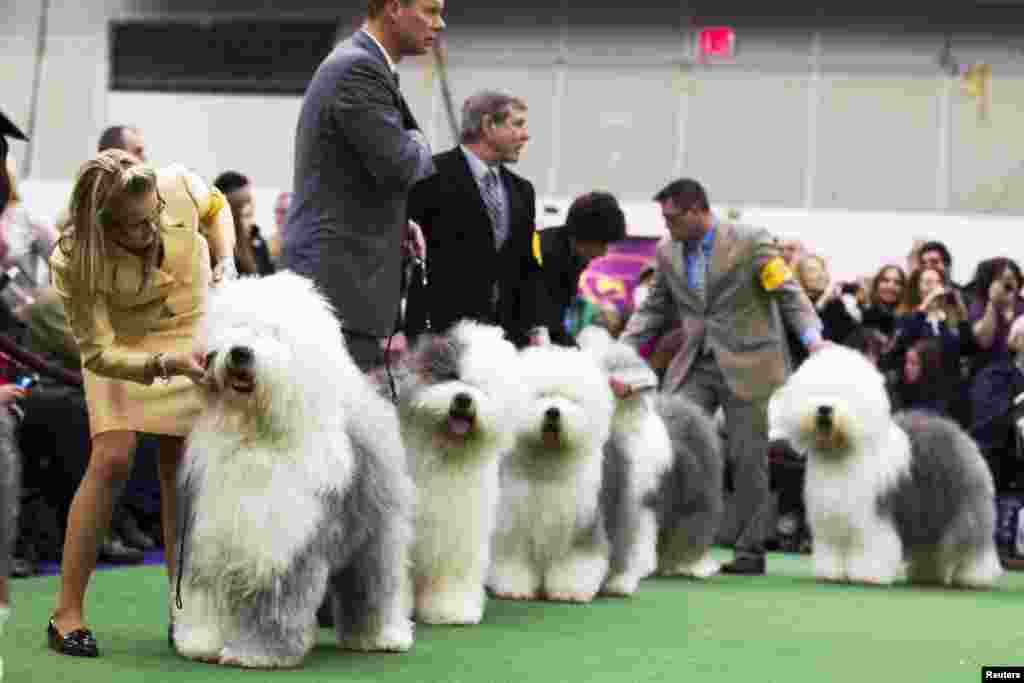 Handlers line up Old English Sheepdogs while competing at the 137th Westminster Kennel Club Dog Show in New York, February 11, 2013. 