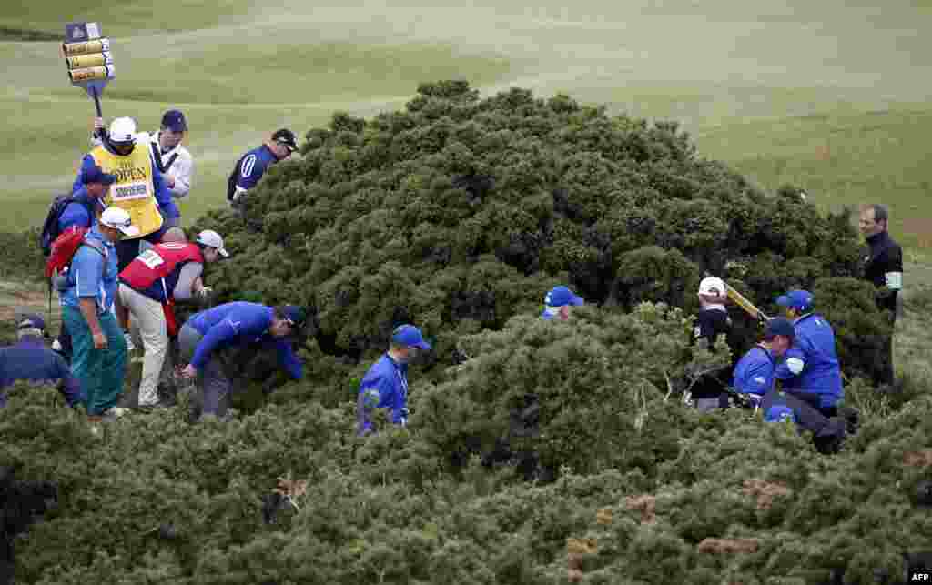 Para pemain, petugas dan kedi mencari bola Ernie Els di semak berduri dalam putaran pertama Kejuaraan Golf Inggris Terbuka 2015 di Old Course, St Andrews, Skotlandia.