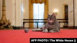 Президентская кошка по кличке Уиллоу