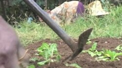 Urban Gardens Improve Life for Ethiopians Living With HIV
