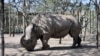 Last Male Northern White Rhino Seeks Mate on Tinder