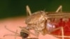 Nhắm vào đường bay của muỗi giúp ngăn ngừa bệnh sốt rét