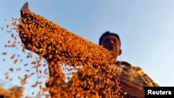 FILE - Farmer sifts wheat crop at a farm on the outskirts of western Indian city of Ahmedabad, March 6, 2013.