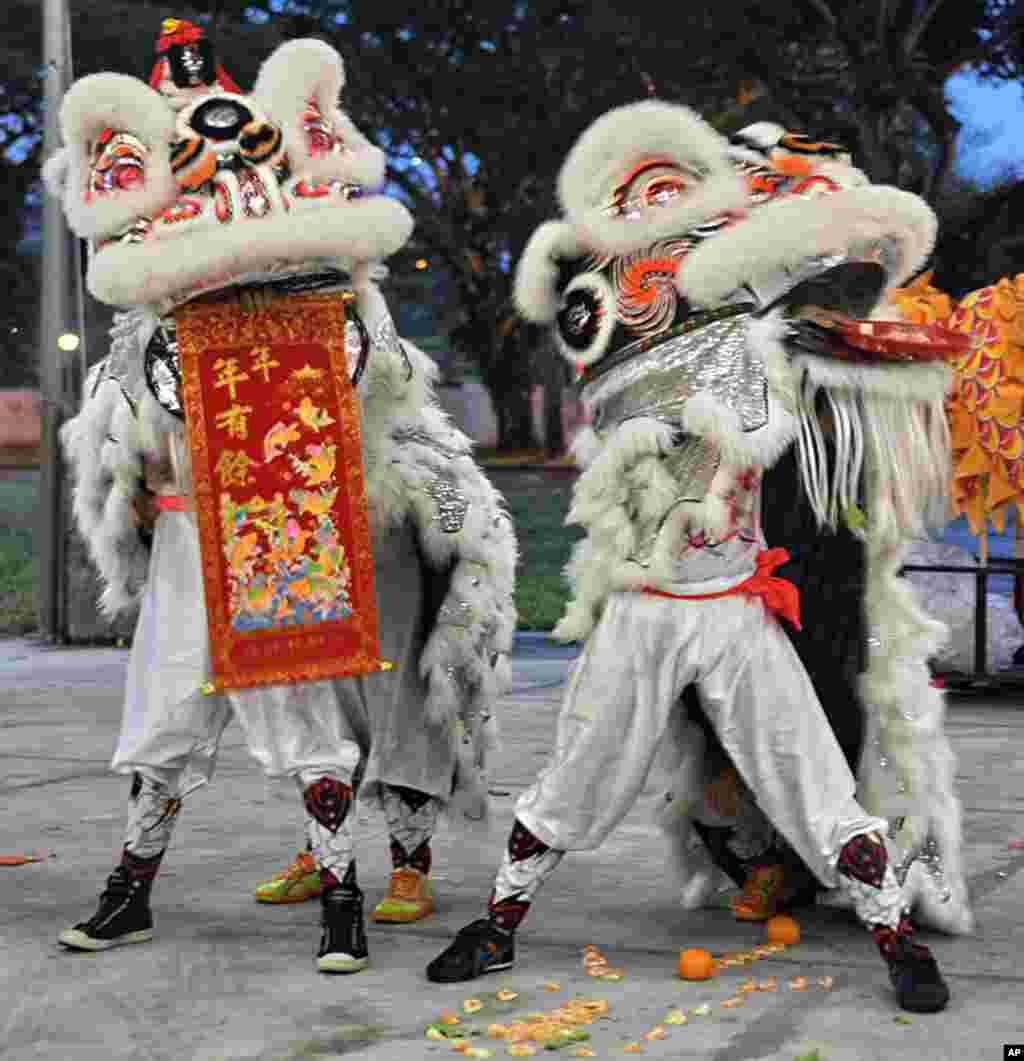 Lion dance troupes perform the traditional custom during Chinese Lunar New Year at a housing estate in Singapore, January 23, 2012. (AFP)