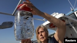 Maria-Luiza Pedrotti, pakar biologi laut spesialisasi mikroplastik melihat sampel air Laut Tengah di kapal riset dekat Villefrance-sur-Mer, di French Riviera, Perancis, 19 Oktober 2018.