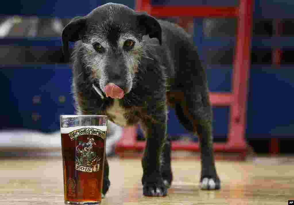 Barny, the Harveys Brewery dog, has a sniff of a pint of beer at the Great British Beer Festival, at Olympia in London.