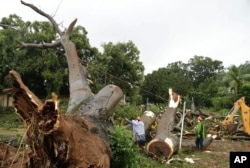 Workers cut a tree that fell and killed a boy outside a school in Panama City, Tuesday, Nov. 22, 2016. Civil defense officials in Panama say the country has already seen three deaths blamed on late-season Tropical Storm Otto.