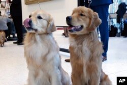Golden retrievers Alistair, age 2 1/2, left, and Chuker, age 7 months, pose for photos at the Museum of the Dog, in New York, March 20, 2019.