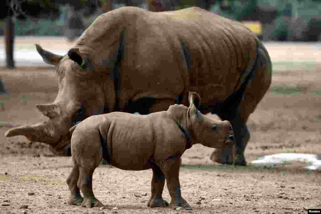A newborn female southern white rhinoceros calf, born August 14 and weighing 50 kilograms, stands next to its mother, Tanda, at the Safari Zoo in Ramat Gan, near Tel Aviv, Israel.