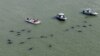 A salvo ballenas varadas en Florida