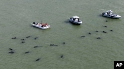 Un grupo de rescate vigila docenas de ballenas piloto mientras estuvieron varadas frente a las costas de Florida.