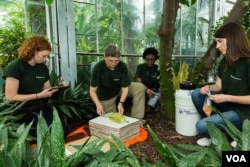 Smithsonian botanist Vicki Funk (2nd from left) and student team at the U.S. Botanic Garden prepare a specimen for the museum’s herbarium, July 2015. (Credit: James Di Loreto/Smithsonian Institution)