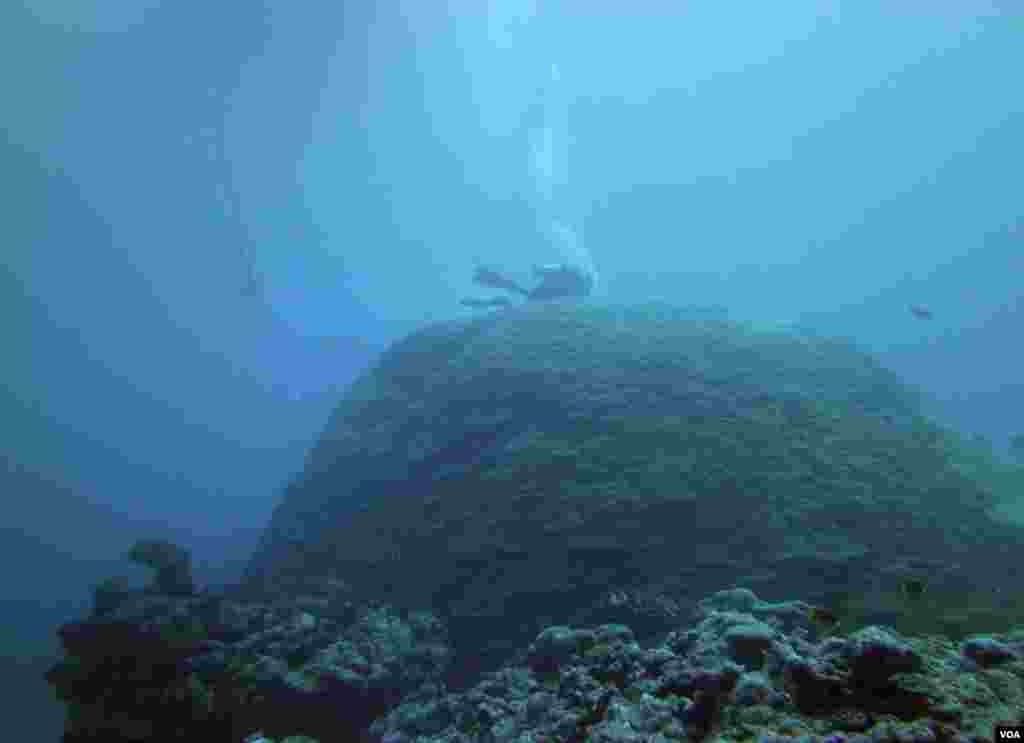 Corals grows large by adding to their height and width slowly day by day. This coral is one of the largest known and lives off the coast of Ta&rsquo;u in the Samoan Archipelago. It is estimated to be over 1,000 years old. (R. Dunbar)