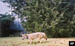 Coyotes are wild animals that began moving into metropolitan areas about two decades ago.