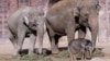 سری لنکا: تحفظ جنگلی حیات کا افسر ہاتھی کے بچوں کی اسمگلنگ میں ملوث