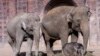 Kurangi Stres Pada Gajah Kebun Binatang, Warsawa Uji Efek Minyak Rami 