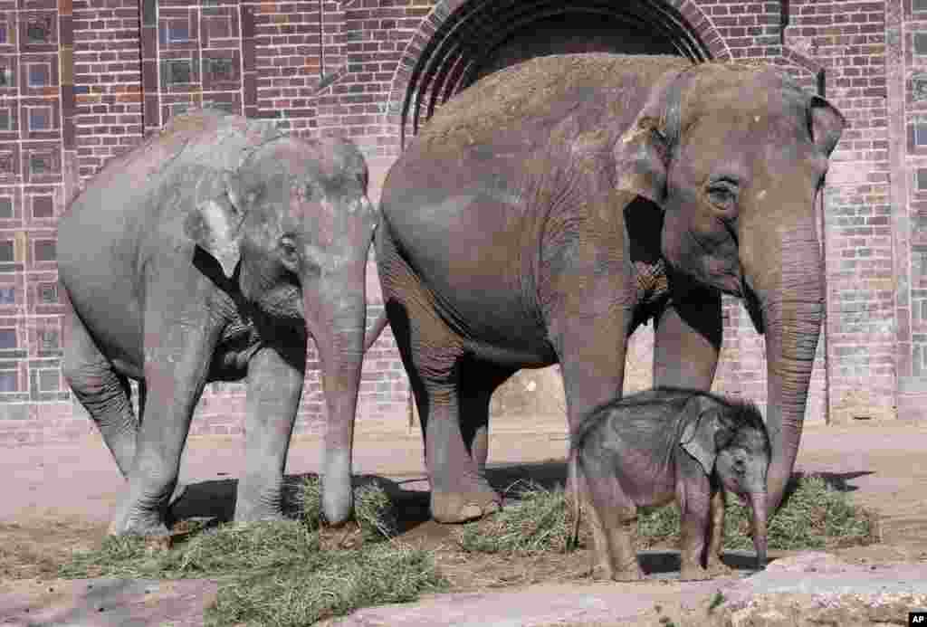 A baby elephant walks in the outdoor enclosure together with elephant cows Rani (L) and Don Chung (R) during the baby&#39;s first public trip in the Leipzig Zoo in Leipzig, Germany.