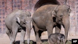 Seekor bayi gajah berjalan di luar kandang bersama gajah Rani, kiri, dan Don Chung, kanan, saat perjalanan publik pertamanya di Kebun Binatang Leipzig, 22 Maret 2019. (Foto: AP)