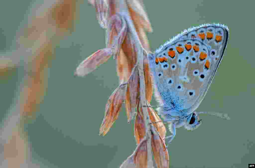 A lycaenid butterfly is pictured in Sieversdorf, Germany, Aug. 21, 2018.