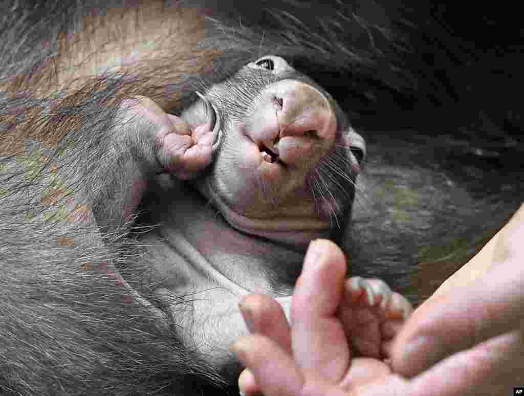 The little new born wombat baby APARI sitting in its mothers pouch at the zoo in Duisburg, Germany.