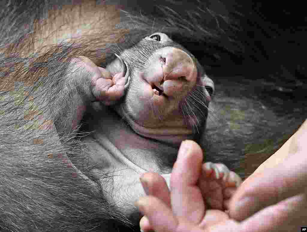 កូនសត្វ Wombat ដែលទើបកើតហើយគេដាក់ឈ្មោះ APARI កំពុងអង្គុយលើមេរបស់វានៅក្នុងសួនសត្វនៃទីក្រុង Duisburg ប្រទេសអាល្លឺម៉ង់។