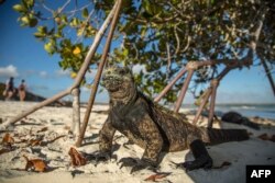 A Galapagos marine iguana (Amblyrhynchus cristatus) sunbathe next to tourists at the Tortuga Bay beach on the Santa Cruz Island in Galapagos, Ecuador, Jan. 20, 2018.