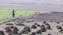 Geography Makes Bangladesh Especially Susceptible to Climate Change